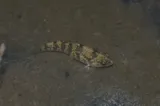 Sheepshead Minnow, photographed in Florida