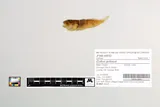Riffle Sculpin, photographed in Oregon