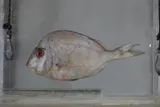 Knobbed Porgy, photographed in Florida