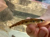 Saddleback Darter, photographed in Alabama