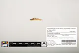 Black River Madtom, photographed in Arkansas