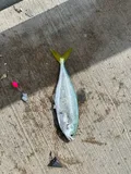 Leatherjack, photographed in Florida