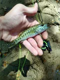 Tallapoosa Bass, photographed in Alabama