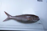 Rosy Snapper, photographed in Hawaii