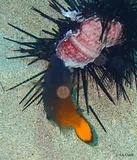 Fantail Filefish, photographed in Hawaii