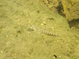 Spangled Darter, photographed in Tennessee