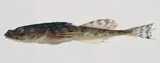 Fourhorn Sculpin, photographed in Kalmar län