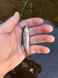 Gila Trout, photographed in New Mexico