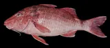 Kumu, photographed in Hawaii