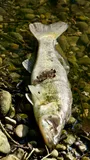 Zander, photographed in Oberösterreich
