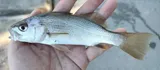Silver Perch, photographed in Florida