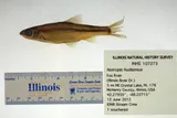 Spottail Shiner, photographed in Illinois