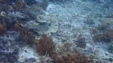 Samoan Goatfish, photographed in Papua Barat