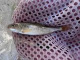 Utah Sucker, photographed in Utah
