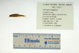 Pugnose Shiner, photographed in Illinois