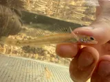 Florida Sand Darter, photographed in Alabama