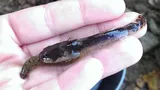 Least Madtom, photographed in Tennessee