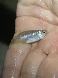 Diamond Killifish, photographed in Texas