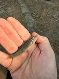 Cutlip Minnow, photographed in New York