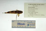 Checkered Madtom, photographed in Missouri