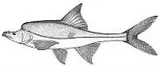 Humpback Chub, photographed in Arizona