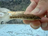 Brook Darter, photographed in Missouri