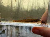 Slough Darter, photographed in Kentucky