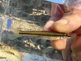 Bluntnose Minnow, photographed in Arkansas