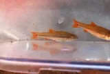Redtail Chub, photographed in Tennessee