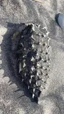 Striped Burrfish, photographed in North Carolina