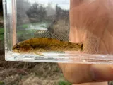 Tuscumbia Darter, photographed in Alabama