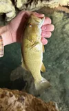 Smallmouth Bass, photographed in Missouri