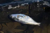 American Gizzard Shad, photographed in Virginia
