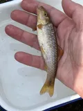 River Chub, photographed in Pennsylvania