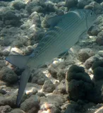 Indo-pacific Bonefish, photographed in Hawaii