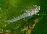 Plainfin Midshipman, photographed in British Columbia