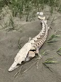 Atlantic Sturgeon, photographed in Nova Scotia