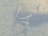 California Killifish, photographed in California