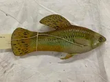 Cuban Limia