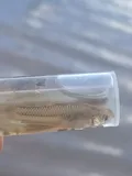 Gila Topminnow, photographed in Sonora