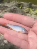 Red Shiner, photographed in Texas
