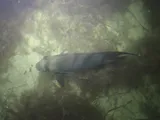 Atlantic Spadefish, photographed in Florida