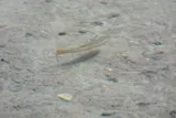 Redtail Chub, photographed in Tennessee