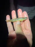 Blackside Darter, photographed in Ohio