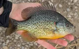 Pumpkinseed, photographed in Michigan