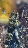 Cocos Frillfin Goby, photographed in Saint-Paul