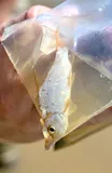 Highfin Carpsucker, photographed in Mississippi