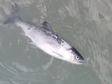 Coho Salmon, photographed in Illinois