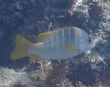 Schoolmaster Snapper, photographed in La Altagracia
