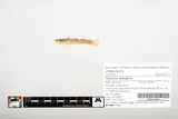 Elegant Madtom, photographed in Kentucky